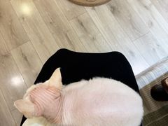 -有猫咖啡umeow coffee