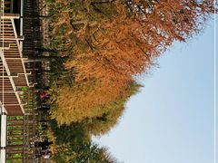 -五缘湾湿地公园