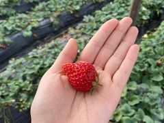 -胜丰草莓采摘园