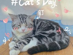 -猫小院猫主题咖啡厅(北锣店)