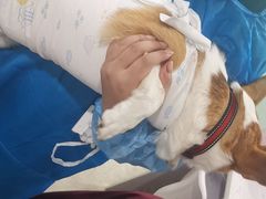 -纳吉亚猫专科动物医院·北北分院