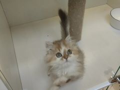 -十月米努特矮脚猫舍