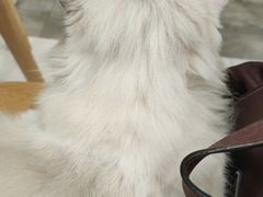 -楼上猫咖(罗湖店)