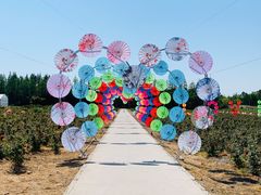 -上海长兴岛郊野公园