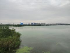 -贡湖湾湿地公园