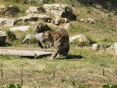 -北京野生动物园