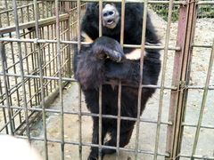 -五营红松林海景区