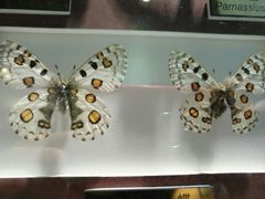 -上海昆虫博物馆