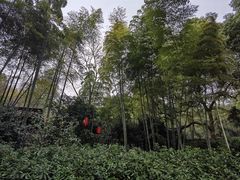 -杭州黄龙洞