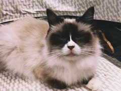 -猫色咖啡·猫咖