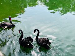 -石家庄市动物园