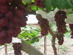 -马陆小张葡萄园农家乐