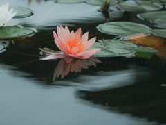 -月湖风景区