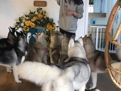-Husky Go! 哈士奇体验馆·宠物咖啡厅狗咖