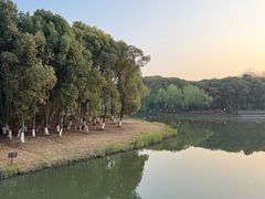 -九科绿洲