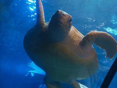 -太平洋海底世界