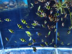 -锦艺城海洋馆