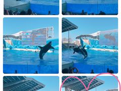 -上海海昌海洋公园