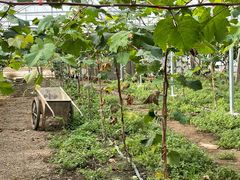 -马陆小张葡萄园农家乐