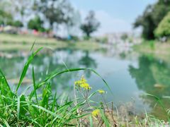 -两河城市森林公园