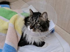 -北京观赏动物医院·24小时大型综合·猫专科·异宠专科