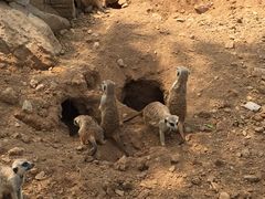 -石家庄市动物园