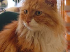 -平行世界·猫咖(首经贸店)