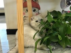 -芭比堂动物医院·24小时·眼科中心(深圳中心)