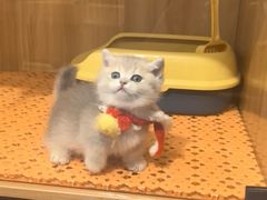 -欣宠猫屋·矮脚拿破仑·蓝金金渐层