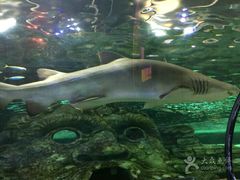 -悉尼海洋生物水族馆