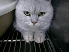 -安安宠医宠物医院·异宠·犬猫内科(岳阳分院)