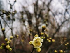 -梅花山(明孝陵内)