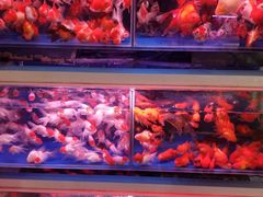 -宝鸡东道花鸟鱼虫市场(吉利花园商场店)