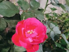 -许鲜生健康生活馆·精细潮菜(奥绅体育公园店)