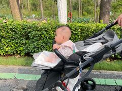 -合肥滨湖国家森林公园