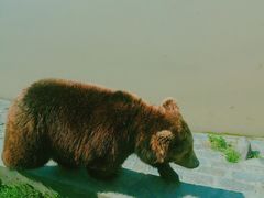 -上海野生动物园