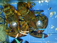 -山东八大碗山东老字号