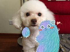 -FAELING PETS美天灵宠物(富力广场店)