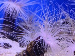 -上海海洋水族馆