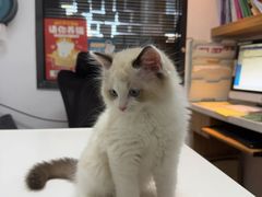 -御宝贝·A梦猫科宠物医院(国际猫友好医院)