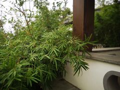 -大塘金香草谷