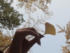 -三里屯东五街银杏大道
