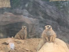 -青岛森林野生动物世界