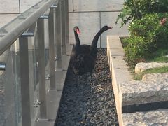 -行者书屋大堂吧 ·下午茶(南京圣和府邸酒店)