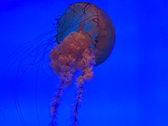 -合肥海洋世界