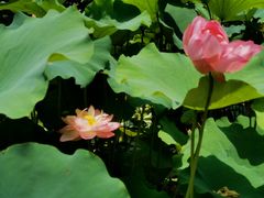 -陈家山荷花公园