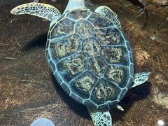 -大连圣亚海洋世界