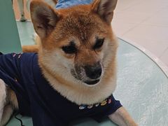 -怪兽屋·羊驼·猫咖·狗咖(俊华广场店)