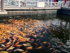 -长春市南湖公园