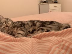 -瑞派·关忠动物医院·异宠专科·犬猫肿瘤·皮肤专科(望京店)